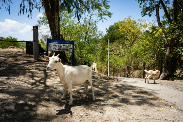 Des chèvres sur une route à Terre-de-Haut, aux  Saintes, en Guadeloupe le 18 mars 2026 ( AFP / Carla Bernhardt )