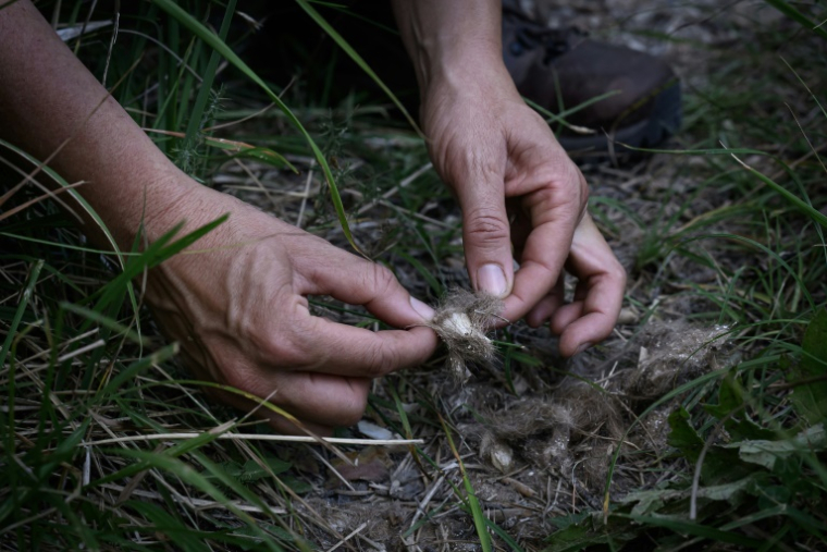 Des bénévoles de Pastoraloup analysent des excréments de loups trouvés près d'un troupeau de moutons dans les collines au-dessus de Villebois-les-Pins, dans le département de la Drôme,le 31 juillet ( AFP / JEAN-PHILIPPE KSIAZEK )