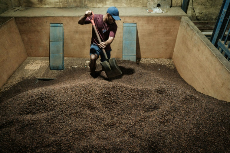 Un employé fait passer des clous de girofle dans une machine à tamiser pour éliminer les impuretés dans un entrepôt sur l'île de Ternate,le 11 avril 2025 en Indonésie ( AFP / Yasuyoshi CHIBA )