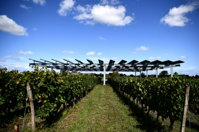 L'installation agrivoltaïque Vitisolar, un projet expérimental piloté par EDF, composé de panneaux photovoltaïques suspendus au-dessus d'un vignoble, à l'Institut des sciences de la vigne et du vin à Villenave-d'Ornon, près de Bordeaux, le 19 septembre 2023 ( AFP / Christophe ARCHAMBAULT )