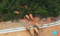 Éléphants errants en Chine : un troupeau parcourt seul tout le sud-ouest