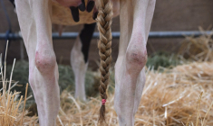 Une vache au salon de l'élevage à Saint-Jacques-de-la-Lande, près de Rennes, le 16 septembre 2025. ( AFP / DAMIEN MEYER )