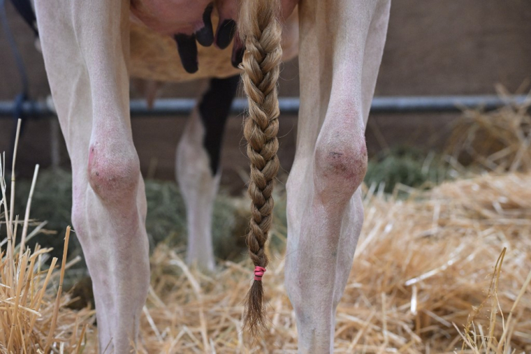 Une vache au salon de l'élevage à Saint-Jacques-de-la-Lande, près de Rennes, le 16 septembre 2025. ( AFP / DAMIEN MEYER )