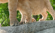Deux petites lionnes sont nées au parc zoologique de Paris