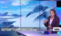 Des plongeurs découvrent une forêt à 100 mètres sous la banquise