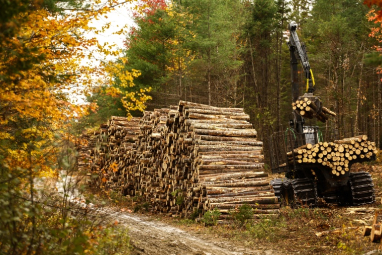 Un engin empile des grumes de bois dans une forêt de Burlington, dans le Maine, le 13 octobre 2026 ( AFP / CHARLY TRIBALLEAU )