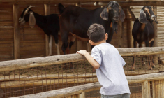 Vacances / et si vous partiez à la campagne ?-iStock-jirivondrous.jpg