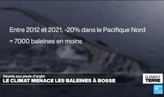 Les baleines à bosse menacées par le changement climatique