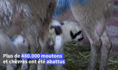 En Grèce, la feta pâtit d'une épizootie de variole ovine