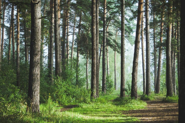 Andrew Pustiakin/Shutterstock / Andrew Pustiakin