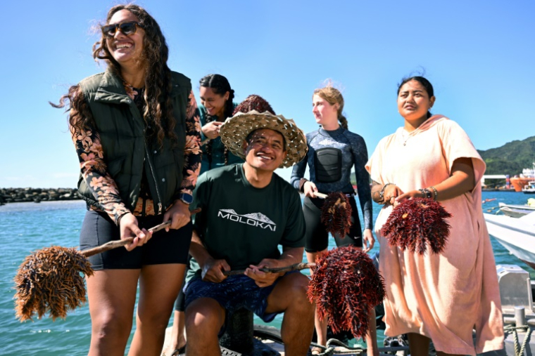 Le biologiste marin Teina Rongo (c) et des plongeurs du groupe environnemental Korero O Te Orau montrent les étoiles de mer "couronnes d'épines "collectées sur un récif au large de Rarotonga, le 12 juin 2025 aux îles Cook ( AFP / William WEST )