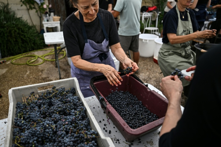 Des employés trient les grapes de raisin à la main pendant les vendanges au Château Coutet à Saint-Emilion, en Gironde, le 7 septembre 2026 ( AFP / Christophe ARCHAMBAULT )