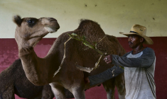 Un soigneur nourrit un dromadaire au Zoo national de La Havane, le 15 septembre 2026 à Cuba ( AFP / YAMIL LAGE )