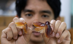 L'entomologiste Cristian Lucanas avec des spécimens de cafards dans un laboratoire de l'université des Philippines à Los Banos, au sud de Manille, le 11 février 2026 ( AFP / Ted ALJIBE )