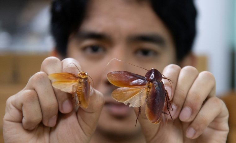 L'entomologiste Cristian Lucanas avec des spécimens de cafards dans un laboratoire de l'université des Philippines à Los Banos, au sud de Manille, le 11 février 2026 ( AFP / Ted ALJIBE )