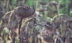 En Afrique du Sud, des fermiers blancs veulent le soutien de Trump contre une loi d’expropriation