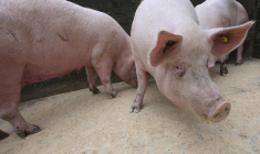 Le géant asiatique est confronté à un différend commercial avec Bruxelles après une surtaxe sur les véhicules électriques fabriqués sur son sol. La Chine a répliqué par une enquête antidumping sur les importations de porc et de produits à base de porc en provenance de l'Union européenne (UE). ( AFP / PETER MUHLY )