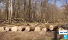 Le bois des forêts françaises, nouvelle cible des pilleurs