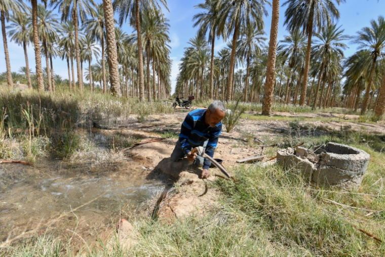 Un agriculteur irrigue des palmiers le 30 avril 2025 dans les palmeraies de Jemna, dans le sud de la Tunisie. ( AFP / FETHI BELAID )
