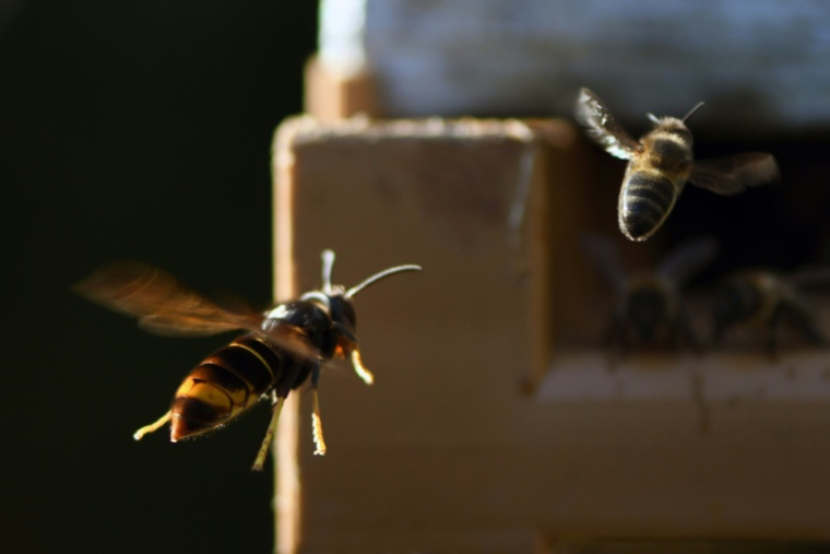Un frelon asiatique poursuit une abeille rentrant à la ruche, le 14 septembre 2019 à Loué, dans la Sarthe ( AFP / JEAN-FRANCOIS MONIER )