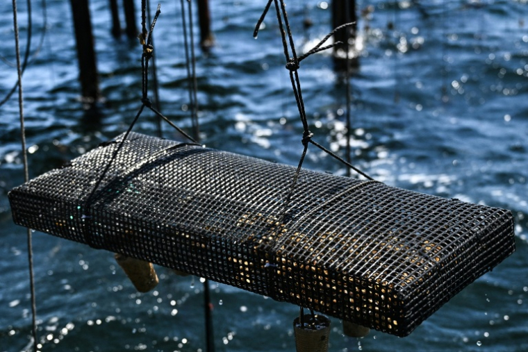 Un élevage d'huîtres à l'Etang de Thau, près de Sète, dans le sud de la France, le 2 juillet 2026  ( AFP / Gabriel BOUYS )