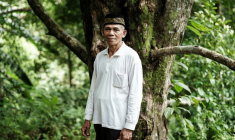 Jauhar Mahmud, cultivateur de clous de girofle, devant son giroflier préféré, âgé de 60 ans, l'un des 150 qu'il possède, sur l'île de Ternate, le 11 avril 2025 en Indonésie ( AFP / Yasuyoshi CHIBA )