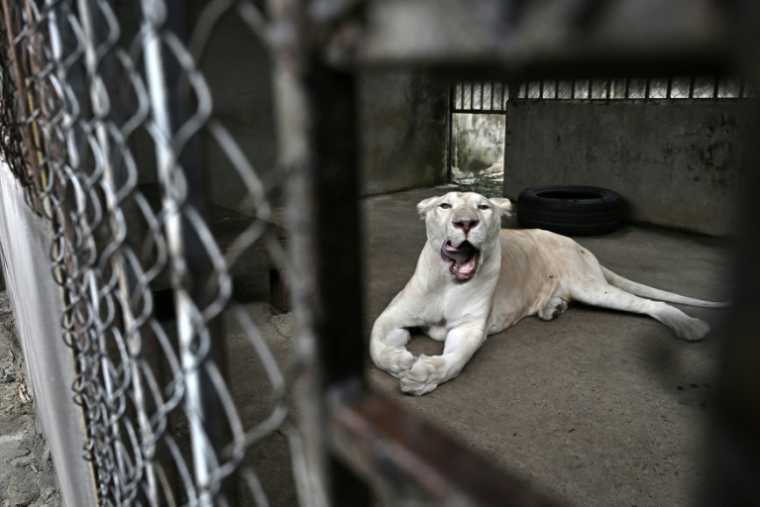 "Jam", lionne au pelage blanc appartenant à Tharnuwarht Plengkemratch, dans un enclos à Chiang Mai en Thaïlande, le 11 juillet 2025 ( AFP / Lillian SUWANRUMPHA )