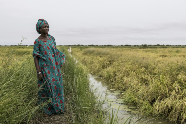 Maï Diop, issue d'une famille de riziculteurs sur plusieurs générations, pose pour un portrait le 20 août 2026 à Lampasar au Sénégal ( AFP / PATRICK MEINHARDT )