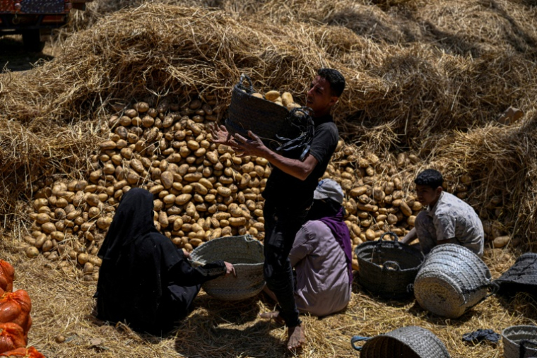 Des agriculteurs ramassent des pommes de terre récoltées dans le village de Maraziq, au sud de Gizeh, le 4 mai 2026 en Egypte ( AFP / Khaled DESOUKI )