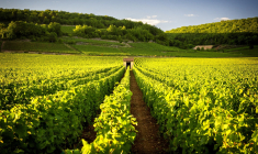 Bordeaux, Bourgogne, Alsace: 3 des principaux vignobles français (Crédits photo : Shutterstock)