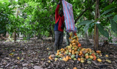 Cabaosses de cacao traitées dans une plantation du village d' Hermankono le 14 novembre 2023 en Côte d'Ivoire. ( AFP / Sia KAMBOU )