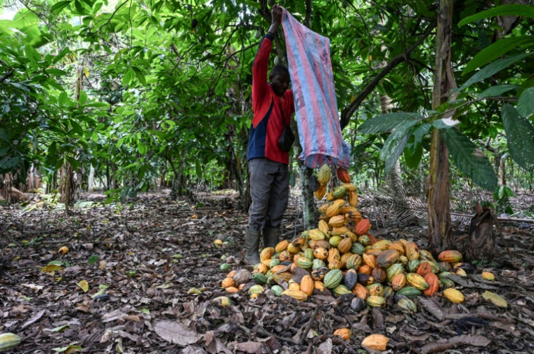 Cabaosses de cacao traitées dans une plantation du village d' Hermankono le 14 novembre 2023 en Côte d'Ivoire. ( AFP / Sia KAMBOU )