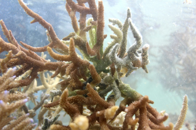 Du corail sain pousse dans les eaux du parc de biodiversité marine de Naidiri, une zone marine protégée, près de Nadi, le 5 octobre 2026 aux Fidji ( AFP / Saeed KHAN )