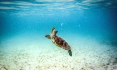 Une tortue verte à Lizard Island, dans la Grande Barrière de Corail, au nord de la ville de Cairns, en Australie, le 5 avril 2024 ( AFP / DAVID GRAY )