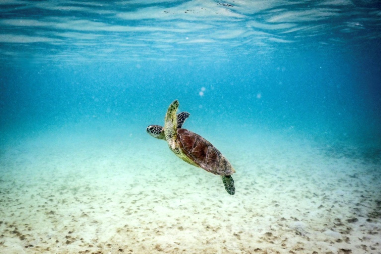 Une tortue verte à Lizard Island, dans la Grande Barrière de Corail, au nord de la ville de Cairns, en Australie, le 5 avril 2024 ( AFP / DAVID GRAY )