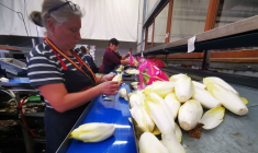 Un site de production d'endives