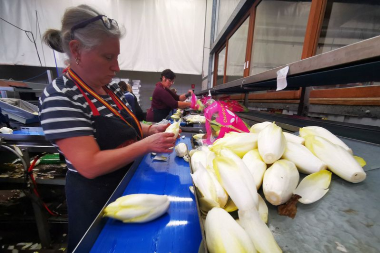 Un site de production d'endives