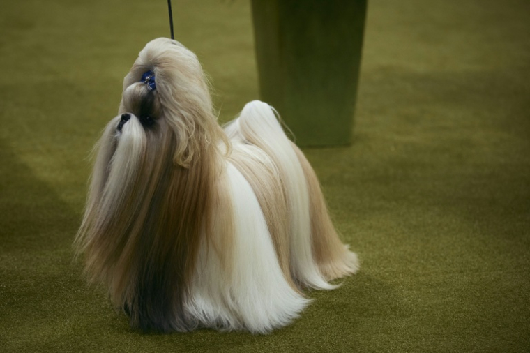 Un shih tzu lors d'une exposition canine à New York le 14 mai 2024 ( GETTY IMAGES NORTH AMERICA / ANDRES KUDACKI )