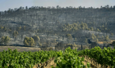 Un vignoble à proximité d'une forêt ravagée par un incendie à Saint-Laurent-de-la-Cabrerisse, dans l'Aude, le 6 août 2025 ( AFP / Idriss BIGOU-GILLES )