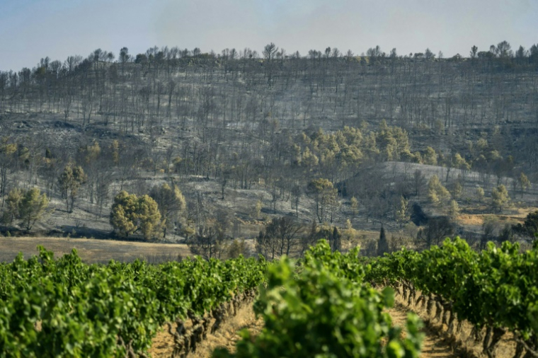Un vignoble à proximité d'une forêt ravagée par un incendie à Saint-Laurent-de-la-Cabrerisse, dans le sud-ouest de la France, le 6 août 2025 ( AFP / Idriss BIGOU-GILLES )