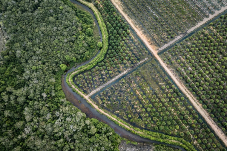 La Commission européenne a proposé mardi d'assouplir sa loi phare contre la déforestation, afin de faciliter sa mise en oeuvre qui a connu de multiples couacs ( AFP / STR )