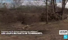 Comment les loups mutants de Tchernobyl sont-ils devenus résistants aux radiations ?
