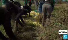 Togo : le solja biologique en plein essor