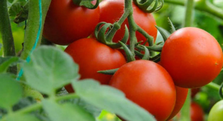 L'action du semencier français recule de 31% sur un an. (© Vilmorin)