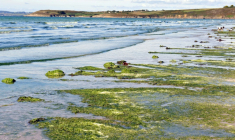 Dépôt d'algues vertes sur une plage de Plonevez-Porzay dans le Finistère le 19 septembre 2010 ( AFP / Fred TANNEAU )
