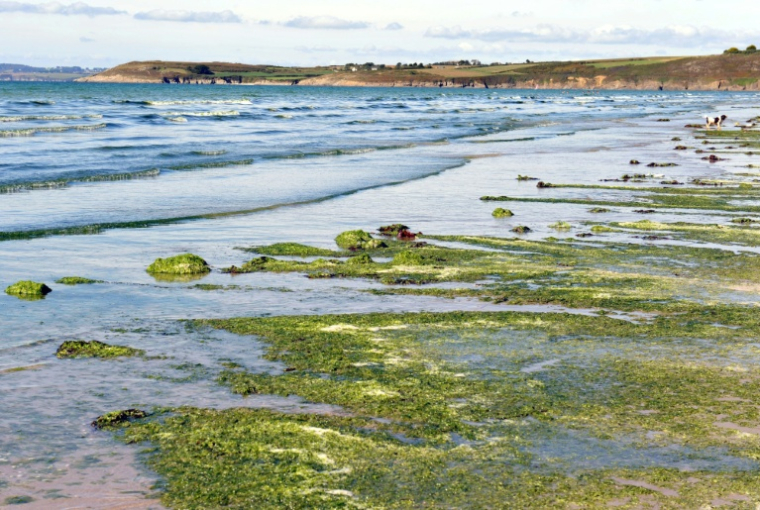 Dépôt d'algues vertes sur une plage de Plonevez-Porzay dans le Finistère le 19 septembre 2010 ( AFP / Fred TANNEAU )