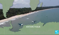 Les baleines à bosse quittent l’Antarctique pour rejoindre le Gabon