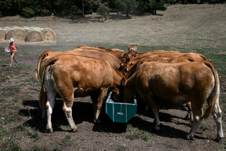 Des vaches paissent à Brignais, près de Lyon, en pleine canicule, le 12 août 2025 ( AFP / JEAN-PHILIPPE KSIAZEK )