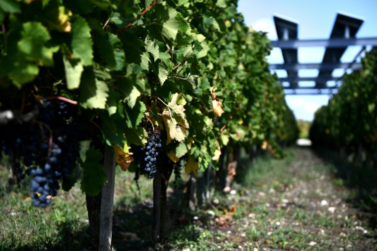L'installation agrivoltaïque Vitisolar, un projet expérimental piloté par EDF, composé de panneaux photovoltaïques suspendus au-dessus d'un vignoble, à l'Institut des sciences de la vigne et du vin à Villenave-d'Ornon, près de Bordeaux, le 19 septembre 2023 ( AFP / Christophe ARCHAMBAULT )