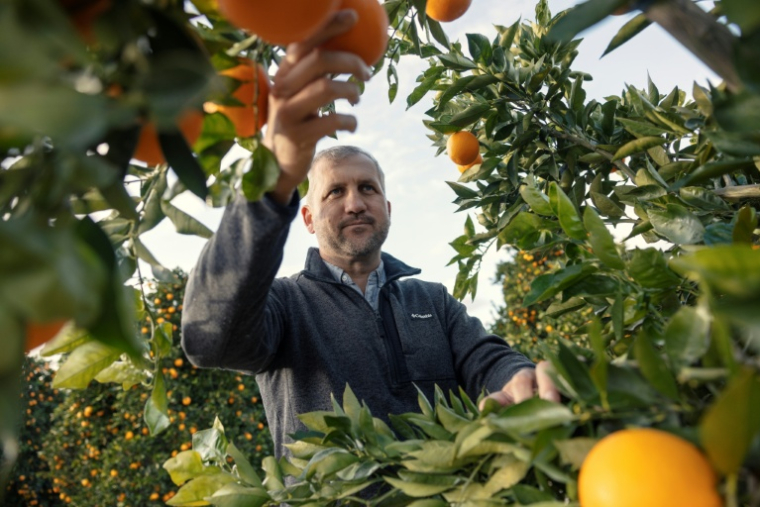 Gerrit van der Merwe, directeur général de l'exploitation d'agrumes ALG, scrute des oranges à Citrusdal en Afrique du Sud, le 25 juillet 2025. ( AFP / GIANLUIGI GUERCIA )